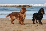 KING CHARLES SPANIEL 110